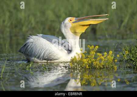 östlichen weißer Pelikan (Pelecanus Onocrotalus), Schwimmen, USA, Florida, Everglades Nationalpark Stockfoto