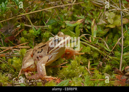 Frosch (Rana Arvalis) festmachen, sitzt auf Moos, Schweden, Gotland Stockfoto