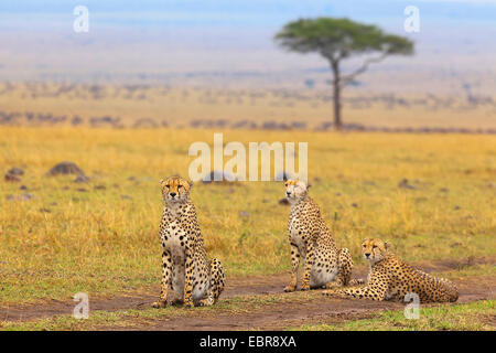 Gepard (Acinonyx Jubatus), drei Geparden in der Savanne, Kenia, Masai Mara Nationalpark Stockfoto