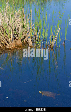 rot-Schmuckschildkröte Schildkröte Regler rot-Schmuckschildkröte (Pseudemys Scripta Elegans ist Scripta Elegans, Chrysemys Scripta Elegans), schwimmt in der Nähe der Küste, Bulgarien, Biosphaerenreservat Ropotamo Stockfoto