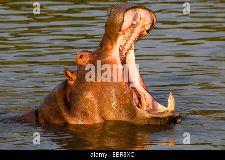 Nilpferd, Nilpferd, gemeinsame Flusspferd (Hippopotamus Amphibius), Rippen der Mund, Kenia, Masai Mara Nationalpark Stockfoto