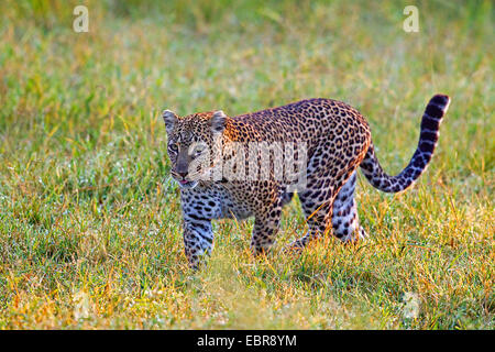 Leopard (Panthera Pardus), zu Fuß in eine Wiese, Kenia, Masai Mara Nationalpark Stockfoto