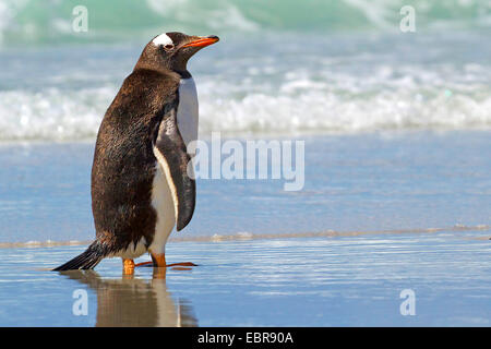 Gentoo Penguin (Pygoscelis Papua), stehen an der Küste, Antarktis, Falkland-Inseln, Insel der Sirenen Stockfoto