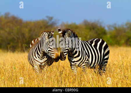 Böhm Zebra, Grant-Zebra (Equus Quagga Boehmi, Equus Quagga Granti), zwei Zebras in der Savanne stehen und sich gegenseitig, Kenia, Masai Mara Nationalpark nosing Stockfoto