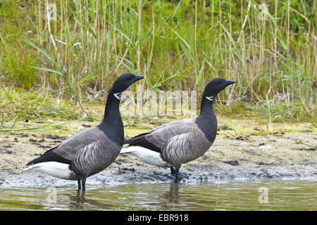 Ringelgans (Branta Bernicla), zwei Gänse am Ufer, Österreich, Neusiedler See Nationalpark Stockfoto