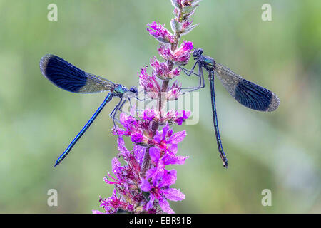 Schwarzflügel gebändert, gebändert Agrios, Gebänderten Prachtlibelle (Calopteryx Splendens, Agrios Splendens), mit Morgentau auf einem Blutweiderich, Deutschland Stockfoto