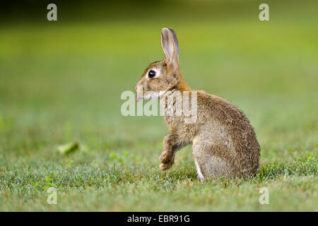 Europäischen Kaninchen (Oryctolagus Cuniculus), auf einer Wiese sitzen und seine Zunge heraus, Österreich, Burgenland Stockfoto