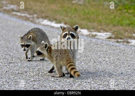 gemeinsamen Waschbär (Procyon Lotor), drei Waschbären auf einer Straße, USA, Florida, Everglades Nationalpark Stockfoto