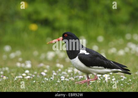 Paläarktis Austernfischer (Haematopus Ostralegus), auf einer Wiese mit blühenden Gänseblümchen, Österreich, Neusiedler See Nationalpark Stockfoto