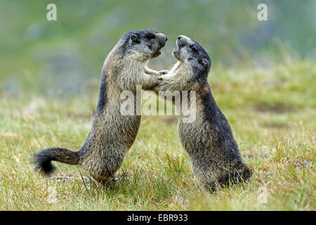 Alpen-Murmeltier (Marmota Marmota), zwei Murmeltiere kämpfen, Österreich Stockfoto