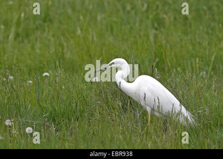 Silberreiher, Silberreiher (Egretta Alba, Casmerodius Albus, Ardea Alba), mit Gefangenen Echse im Rechnung, Österreich, Neusiedler See-Nationalpark Stockfoto