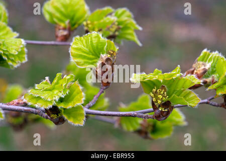 Rotbuche (Fagus Sylvatica), Blatt schießt auf eine Buche-Zweig mit männlichen Blüten, Deutschland, Nordrhein-Westfalen, Naturpark Bergisches Land Stockfoto