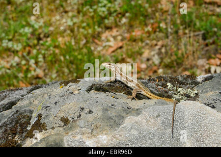 Erhards Mauereidechse (Podarcis Erhardii, Lacerta Erhardii), Eidechse, Sonnenbaden auf einem Felsen, Bulgarien, Pirin-Gebirge, Melnik Stockfoto