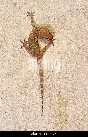 Türkische Gecko, mediterrane Gecko (Hemidactylus Turcicus), tot abhängig von einer Hauswand, Frankreich, Corsica Stockfoto