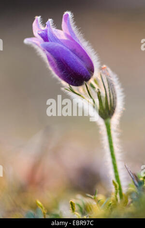 Kuhschelle, Küchenschelle, Gemeinsame Kuhschelle, Dane es Blut (Pulsatilla Vulgaris), einzelne Blume, Deutschland, Baden-Württemberg Stockfoto