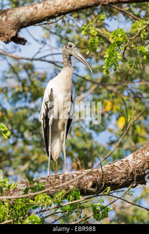 Amerikanische Holz Ibis (Mycteria Americana), sitzt auf einem Baum, Costa Rica, Pazifikkueste Stockfoto