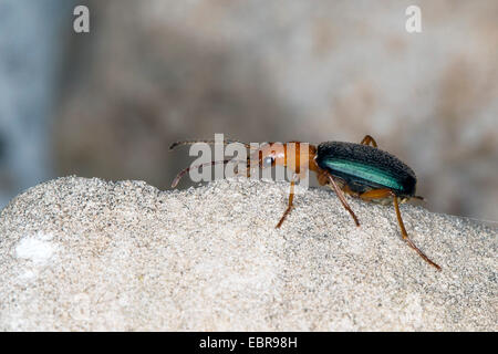 Bombardier-Käfer, gemeinsame Bombardier (Brachinus vgl. Crepitans), auf einem Stein Stockfoto