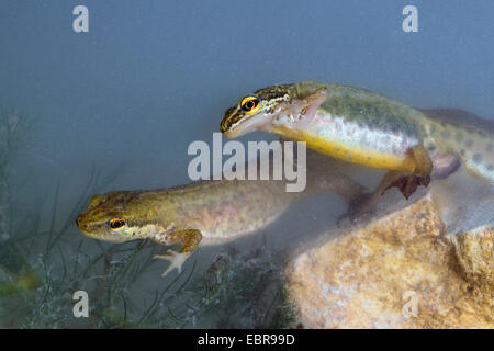 Handförmig Newt (Triturus Helveticus, Lissotriton Helveticus), männlich und weiblich, Deutschland Stockfoto