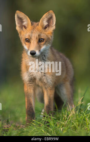 Rotfuchs (Vulpes Vulpes), junger Fuchs, Deutschland, Niedersachsen Stockfoto