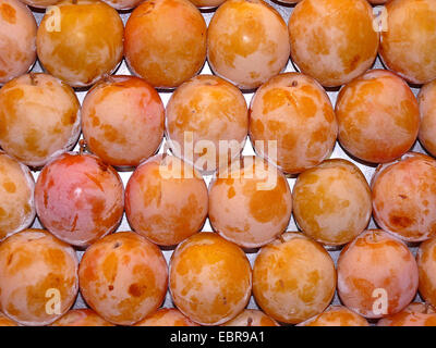 Pflaume (Prunus Domestica), gelbe Pflaumen in einer Box auf dem Markt Stockfoto