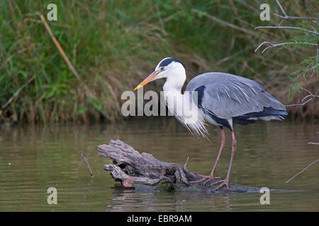 Graureiher (Ardea Cinerea), stehend auf einem toten Baumstamm im Wasser, Deutschland Stockfoto