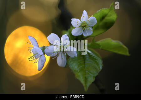 Zwerg-Kirsche, Morello Kirsche, Sauerkirsche (Prunus Cerasus), kirschrote Blüten vor der untergehenden Sonne Stockfoto