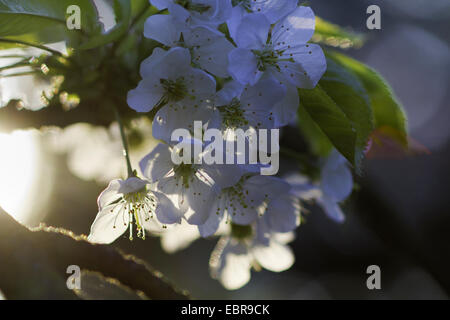 Zwerg-Kirsche, Morello Kirsche, Sauerkirsche (Prunus Cerasus), Cherry blüht im Licht der untergehenden Sonne Stockfoto