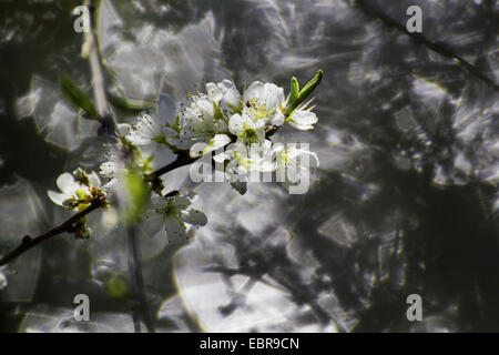 Zwerg-Kirsche, Morello Kirsche, Sauerkirsche (Prunus Cerasus), Cherry blüht im Licht der untergehenden Sonne Stockfoto