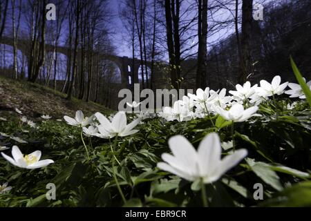 Buschwindröschen (Anemone Nemorosa), auf Waldboden mit dem Elster-Viadukt im Hintergrund, Deutschland, Sachsen, Vogtland Stockfoto