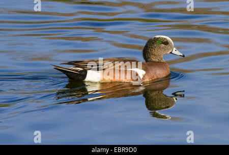 Amerikanische Pfeifente (Anas Americana), männliche schwimmen, USA, Arizona Stockfoto