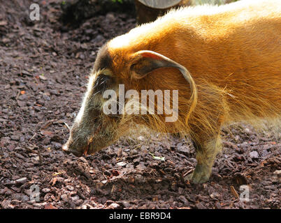 Afrikanische Buschschwein, rot Flussschwein (Potamochoerus Porcus), Brustbild Stockfoto