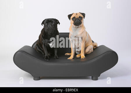 Mops (Canis Lupus F. Familiaris), zwei Pugs sitzen nebeneinander auf einem Sofa edler Hund Stockfoto