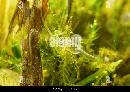 Hecht, Hecht (Esox Lucius), Larven in einer überschwemmten Wiese, Deutschland Stockfoto