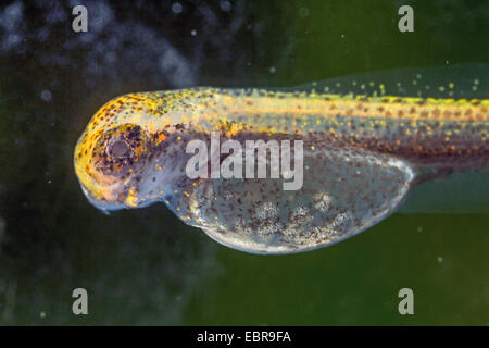 Hecht, Hecht (Esox Lucius), Larve, Detail des Kopfes und der Yolksac, Deutschland Stockfoto