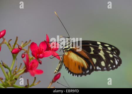 Hecales Longwing, Leidenschaften Blume Schmetterling, Tiger Longwing Schmetterling (Heliconius Aigeus), saugen Nektar an eine rote Blume Stockfoto