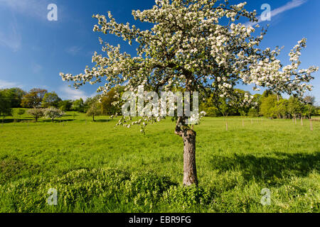 Apfelbaum (Malus Domestica), blühender Apfelbaum in einer Obstwiese Baum im Frühling, Deutschland, Baden-Württemberg, Landschaftsschutzgebiet Breitenstein, Naturpark Neckartal-Odenwald Stockfoto