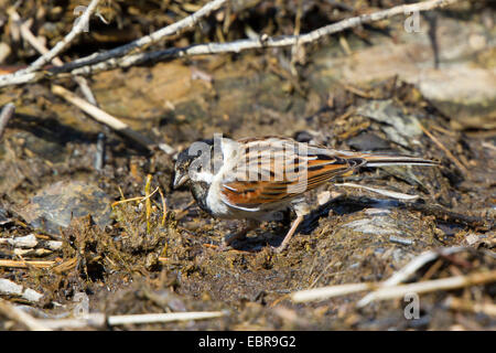 Reed Bunting (Emberiza Schoeniclus), männlich auf den Feed, Deutschland, Bayern Stockfoto