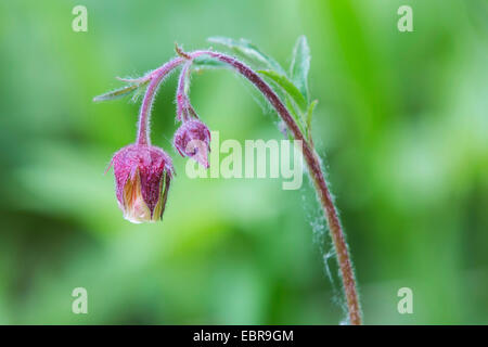 Purple Avens, Wasser Avens (Geum Rivale), Blume, Deutschland, Bayern Stockfoto