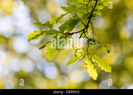 Stieleiche, pedunculate Eiche, Englisch Eiche (Quercus Robur), Zweige mit Blättern im Frühjahr, Deutschland, Baden-Württemberg Stockfoto