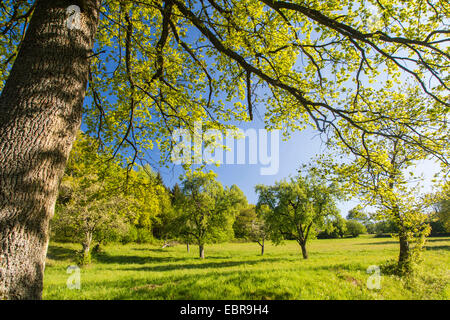 Stieleiche, pedunculate Eiche, Stieleiche (Quercus Robur), wächst am Rande einer Obstwiese Baum im Frühling, Deutschland, Baden-Württemberg, Landschaftsschutzgebiet Breitenstein, Naturpark Neckartal-Odenwald Stockfoto