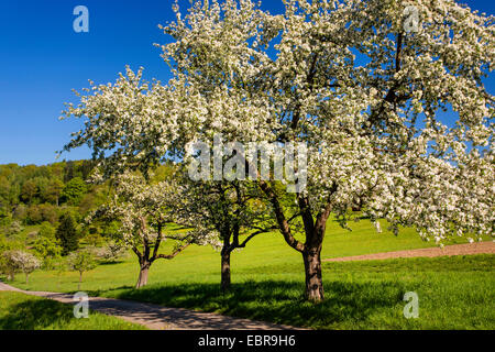 Apfelbaum (Malus Domestica), blühende Apfelbäume in eine Obstwiese Baum im Frühling, Deutschland, Baden-Württemberg, Landschaftsschutzgebiet Breitenstein, Naturpark Neckartal-Odenwald Stockfoto