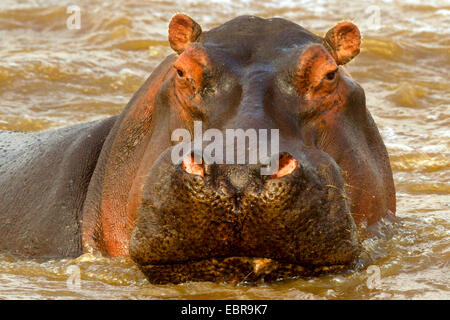 Nilpferd, Nilpferd, gemeinsame Flusspferd (Hippopotamus Amphibius), Portrait in Wasser, Kenia, Masai Mara Nationalpark Stockfoto