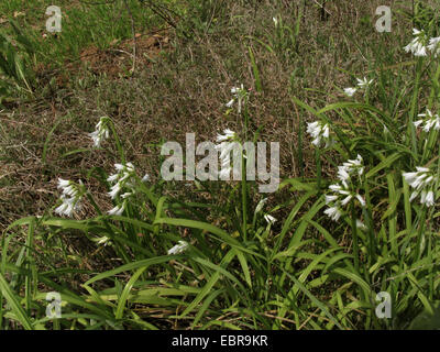 dreieckigen Lauch (Allium Triquetrum), blühen, Spanien, Balearen, Mallorca Stockfoto