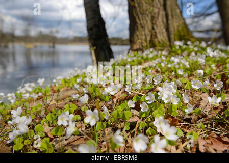 Holz-Sauerampfer, Sauerklee, Irisches Kleeblatt (Oxalis Acetosella), blühen an einem Seeufer, Deutschland Stockfoto