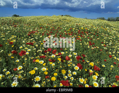 Gemeinsamen Mohn, Klatschmohn, roter Mohn (Papaver Rhoeas), Crown Daisy und Klatschmohn auf einer Wiese, Spanien, Balearen, Mallorca Stockfoto