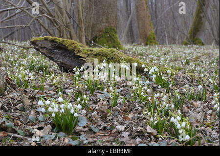 Frühling Schneeflocke (Leucojum Vernum), blühen in einem Wald, Deutschland, Bayern Stockfoto