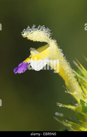 großblütige Hanf-Brennessel, Edmonton Hempnettle (Galeopsis Speciosa), Blume mit Morgentau, Deutschland, Baden-Württemberg Stockfoto