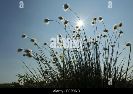 Grasbüschel Wollgras, Hares-Tail Wollgras (Wollgras Vaginatum) Fruchtkörper im Gegenlicht, Deutschland, Niedersachsen Stockfoto