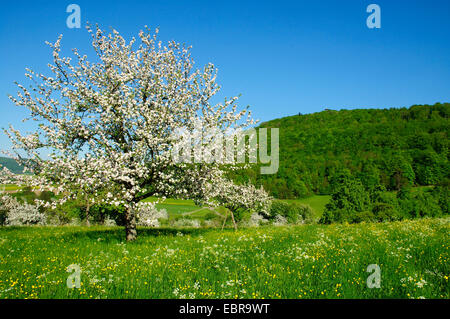 Apfelbaum (Malus Domestica), blühende Obstbäume unter Langert an die lokalen Berg Aalen, Aalen, Schwäbische Alb, Baden-Württemberg, Deutschland Stockfoto