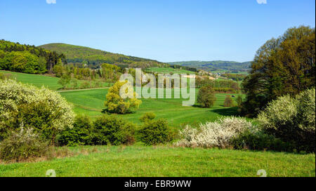 hügelige Wiesen und blühenden Hecken im Frühjahr, Aachen, Biedenkopf, Hessen, Deutschland Stockfoto